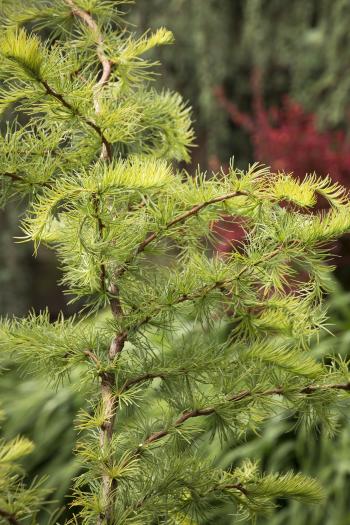 Larch, Japanese Diana - TheTreeFarm.com