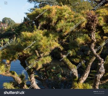 Ancient Larix Kaempferi Japanese Larch Arboretum Stock Photo ...
