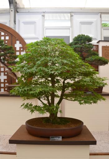 Japanese mountain maple bonsai