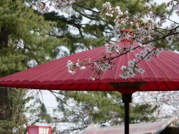 Japanese red paper parasol and sakura cherry blossom