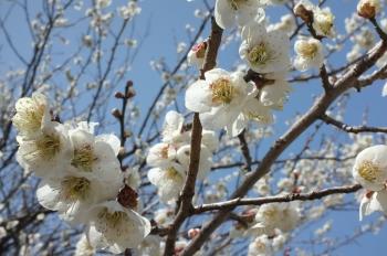 Japanese sakura white cherry blossoms