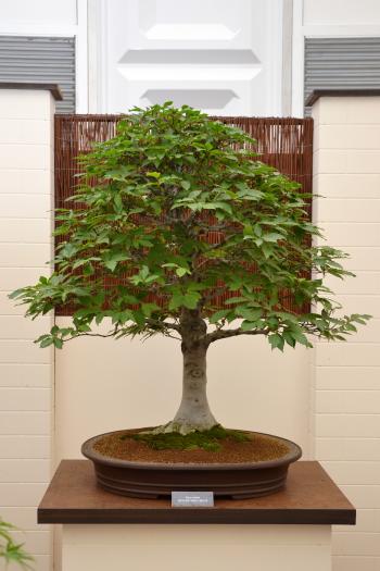 Japanese white beech bonsai