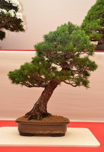 Japanese white pine 'Kokonoe'