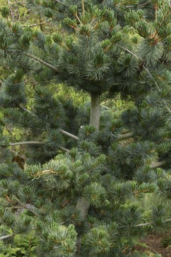 Japanese White Pine - Monrovia - Japanese White Pine