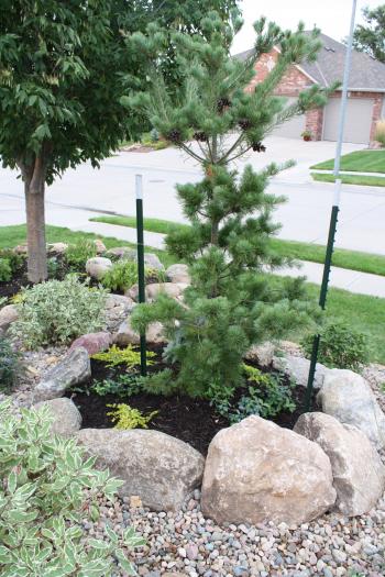 Japanese White Pine 'Templehof' (Landscape designed & installed by ...