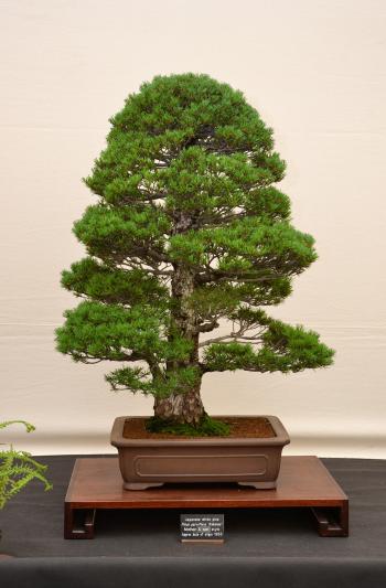 Japanese white pine bonsai