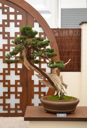 Japanese yew bonsai