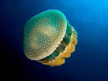 Jellyfish - Wikipedia