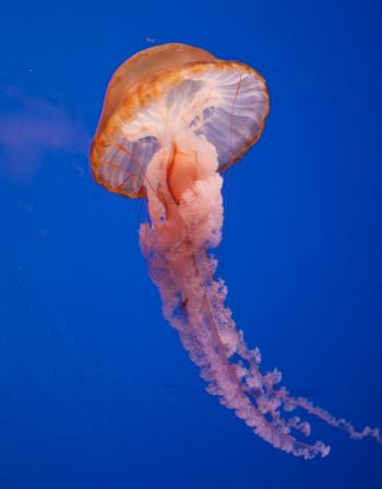 Animal Jellyfish wallpapers (Desktop, Phone, Tablet) - Awesome ...