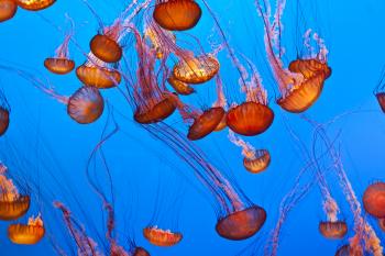 Jellyfish Day | Days Of The Year
