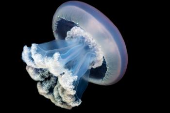 It took 200 years to prove this jellyfish is real – and now it's ...
