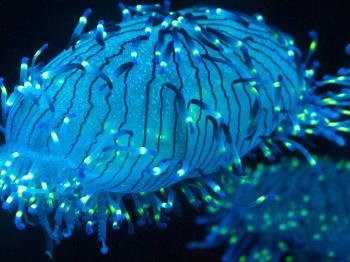 species identification - What is this blue-green bioluminescent ...