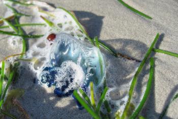 Jellyfish in Key West, Florida