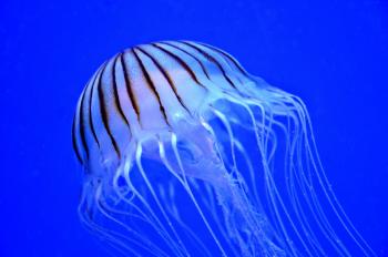 Jellyfish in the Ocean