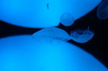 Jellyfish of San Sebastian