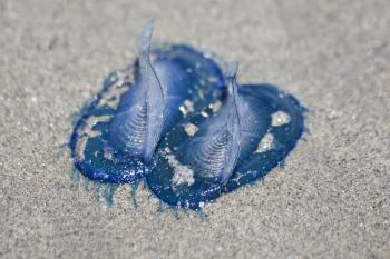 Jellyfish on the Beach