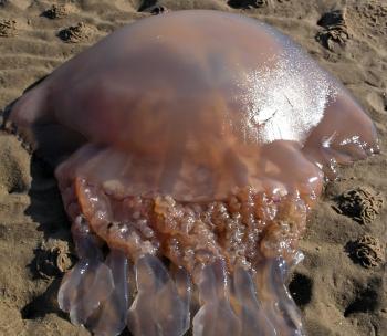 Giant Portuguese jellyfish could wash up on Dorset coast ...