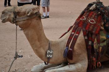 Jordanian camel