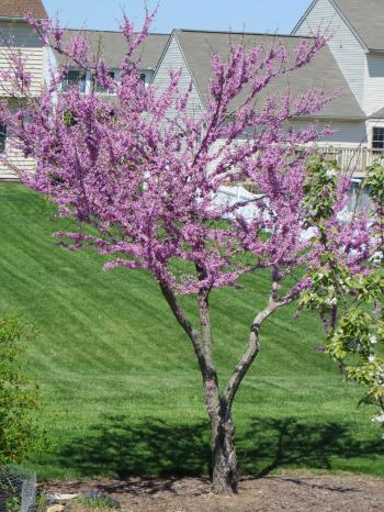 Eastern Redbud aka The Judas Tree | The Green Thumb 2.0
