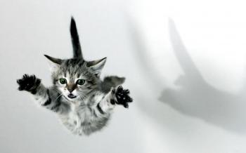 Cats: Cats Kittens Animals Jumping Free Cat Background for HD 16:9 ...
