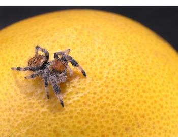 Jumping spider on an orange