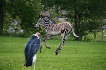 Jumping Zebra