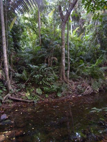 Jungle - Wikipedia