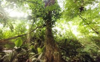 Immerse Yourself in the Jungle With a Wild 360-Degree Video | WIRED