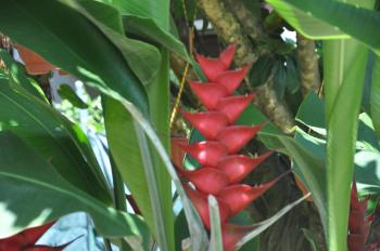 FANTASTIC & EXOTIC JUNGLE FLOWERS | ronsjunglerumble