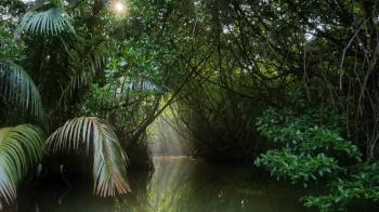 Jungle trees, tropical plants and green foliage of wild mangrove ...