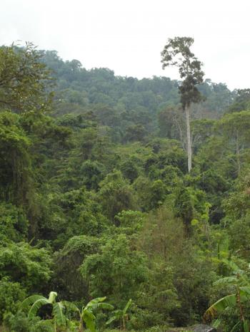Jungle / Tropical Rainforest