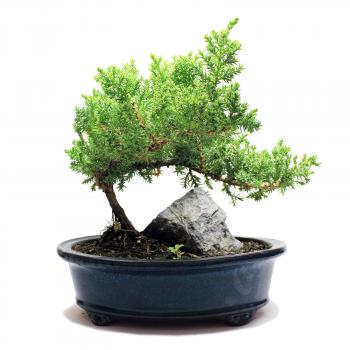 Indoor Zen - Medium Rock Juniper Bonsai Tree 8"
