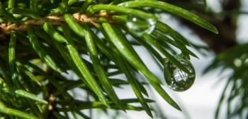 Juniper plant with small water drops