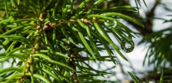 Juniper plant with small water drops