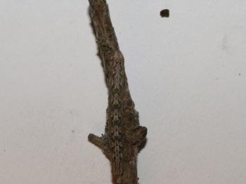 File:Move along, I am just a branch.jpg - Wikimedia Commons