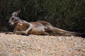 Kangaroo Laying Down
