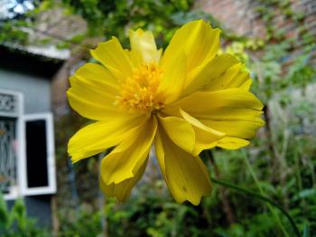 Endah Murniyati's Journey: KENIKIR KUNING - YELLOW COSMOS