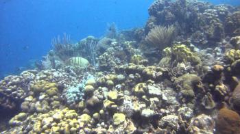 Bonaire - Karpata - YouTube