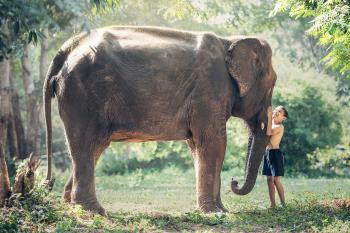 Kid with the Elephant