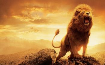 The King of the Jungle - The Lion - Wild World - 001 - YouTube