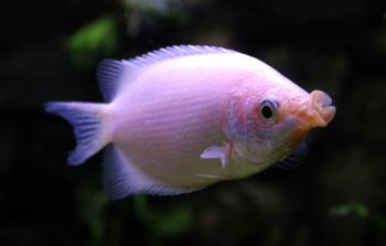 Kissing gourami - Wikiwand