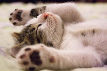 10 Things Cats Do To Show They Love You | Argos Pet Insurance