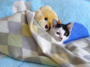Little Kitten and His Best Friend Teddy Bear - Love Meow
