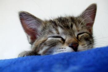 Kitty Slumber