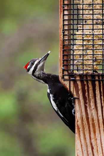 Free Images : nature, wildlife, beak, fauna, close up, feeding ...
