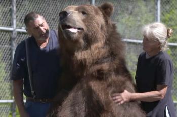 Couple Owns 1,400-Pound Kodiak Bear Jimmy | PEOPLE.com
