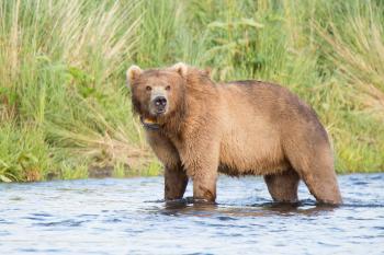 Why are Kodiak bears letting salmon slip away?