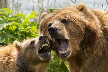 Kodiak Brown Bears