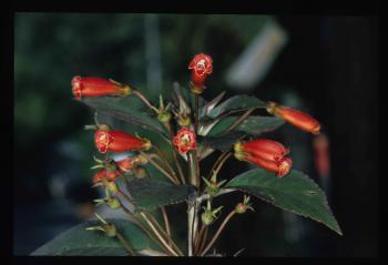 Kohleria hirsuta » The Clark Lab at the University of Alabama