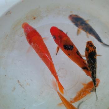 Premium Japanese Koi Carp (Ornamental Fish) | Afrimash.com - Nigeria